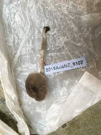 Tricholoma terreum image