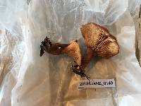 Lactarius rufus image