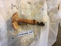 Tricholoma fracticum image