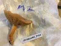 Suillus bovinus image