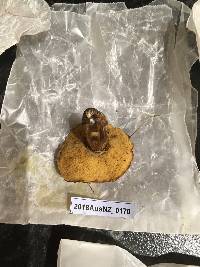 Suillus luteus image