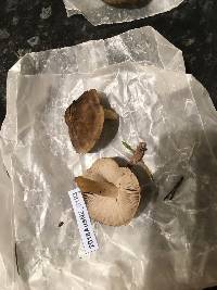 Tricholoma terreum image