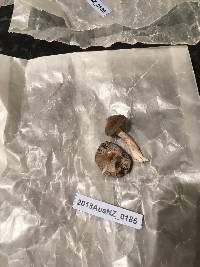 Tricholoma terreum image