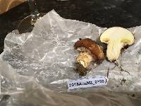 Suillus luteus image