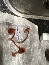 Tricholoma terreum image