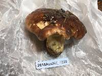 Suillus quiescens image