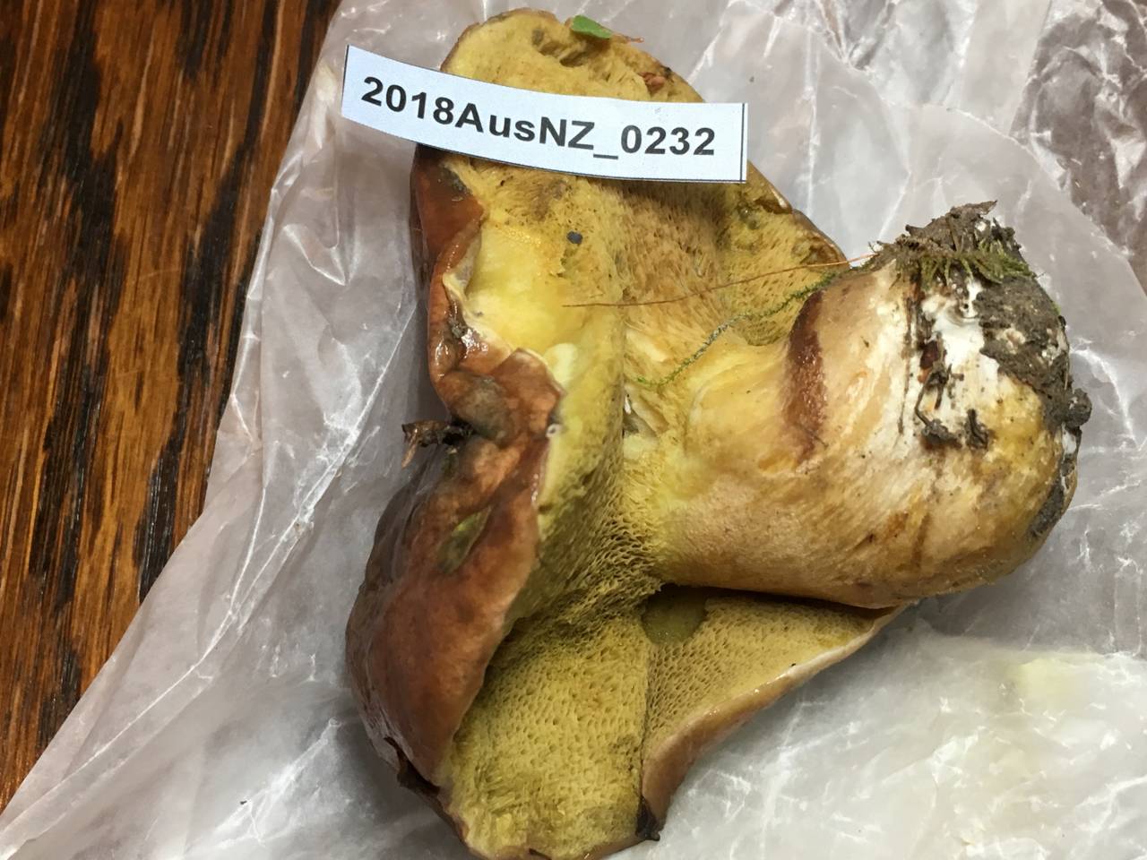 Suillus quiescens image