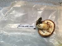 Suillus luteus image