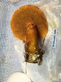 Suillus grevillei image