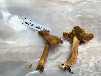 Inocybe rimosa image