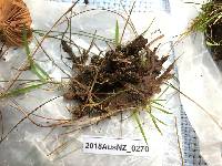 Thelephora terrestris image