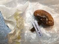Suillus luteus image
