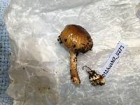 Hygrophorus hypothejus image