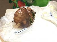 Suillus quiescens image