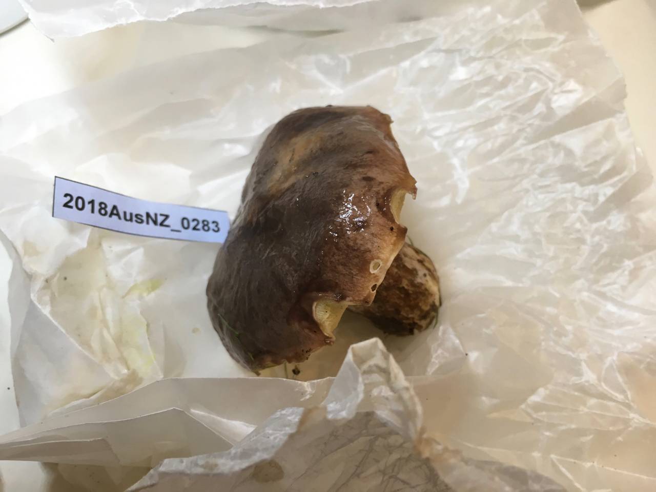 Suillus quiescens image
