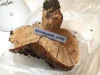 Tricholoma pessundatum image