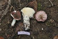 Russula violacea image