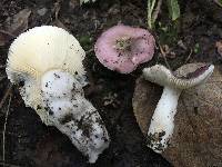 Russula violacea image