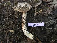 Amanita populiphila image