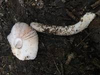 Amanita populiphila image