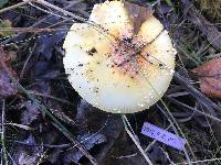 Image of Amanita regalis