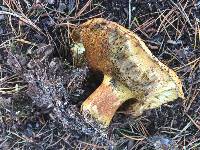 Suillus tomentosus image