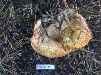 Suillus tomentosus image