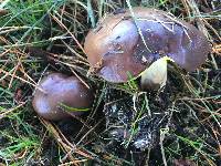 Suillus brevipes image