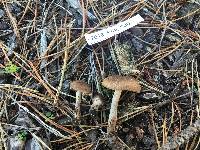 Inocybe lacera image