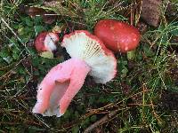 Russula sanguinaria image