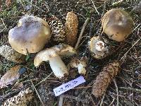 Russula cerolens image