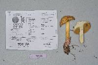 Suillus tomentosus image