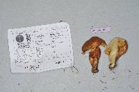 Suillus ponderosus image