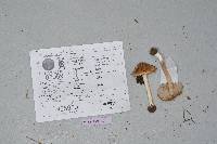 Inocybe mixtilis image