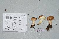 Suillus glandulosipes image