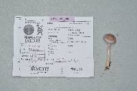 Inocybe lilacina image