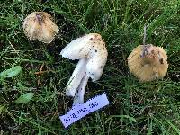 Inocybe sororia image