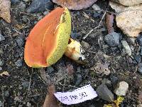 Boletus coccyginus image