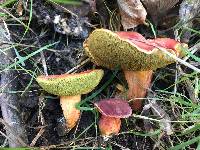 Boletus coccyginus image