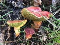 Boletus coccyginus image