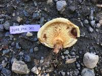 Paxillus involutus image