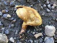 Paxillus involutus image