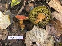 Boletus coccyginus image