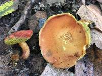 Boletus coccyginus image