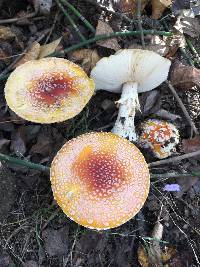 Amanita regalis image