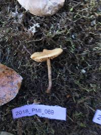 Inocybe lacera image