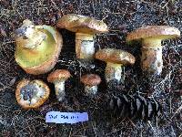 Suillus caerulescens image