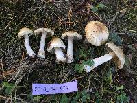 Inocybe sororia image