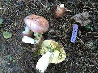 Russula nauseosa image