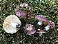 Russula nauseosa image